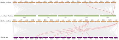 Genome-wide identification, expression profiling, and functional analysis of ammonium transporter 2 (AMT2) gene family in cassava (Manihot esculenta crantz)